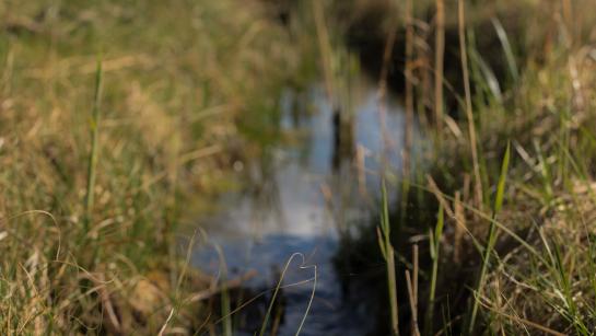 Foto van een gracht met weinig water